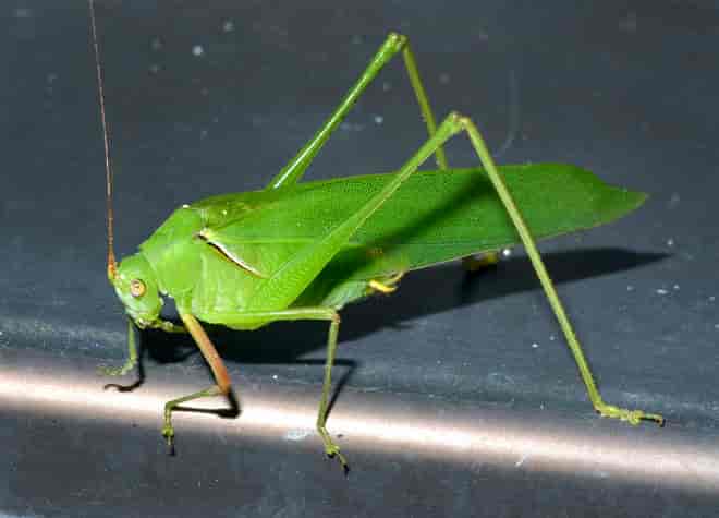 昆虫図鑑・ヤマクダマキモドキ